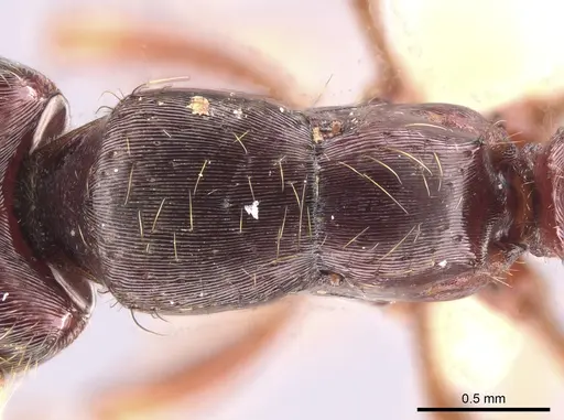 Gnamptogenys stellae specimen CASENT0640076 image casent0640076_2