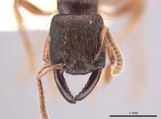 Gnamptogenys stellae specimen CASENT0640076 image casent0640076_3