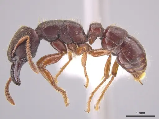 Gnamptogenys stellae specimen CASENT0640076 image casent0640076_4