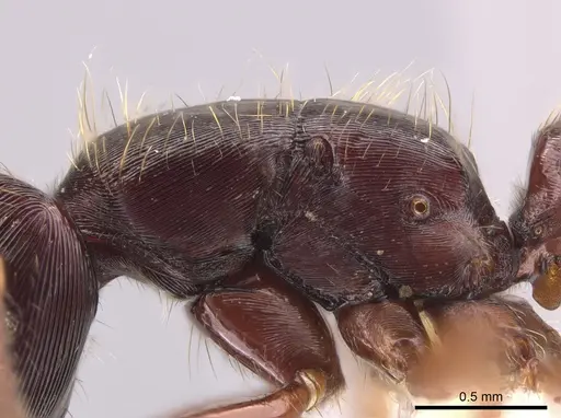 Gnamptogenys stellae specimen CASENT0640076 image casent0640076_5
