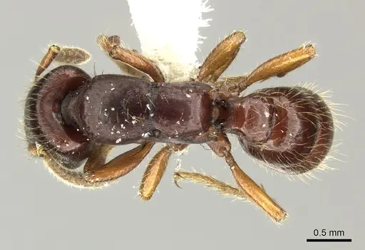 Gnamptogenys stellae specimen INB0003662341 image inb0003662341_1