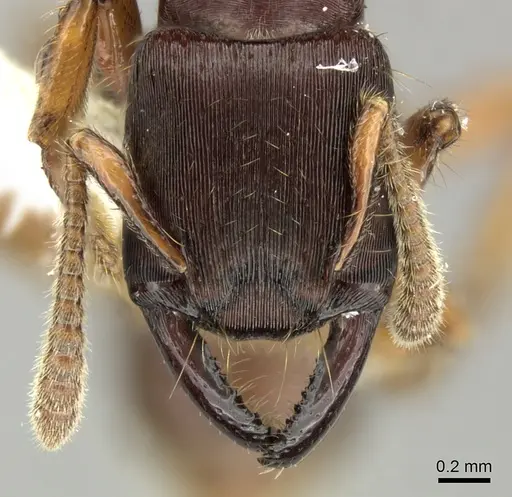 Gnamptogenys stellae specimen INB0003662341 image inb0003662341_2