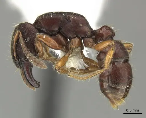 Gnamptogenys stellae specimen INB0003662341 image inb0003662341_3