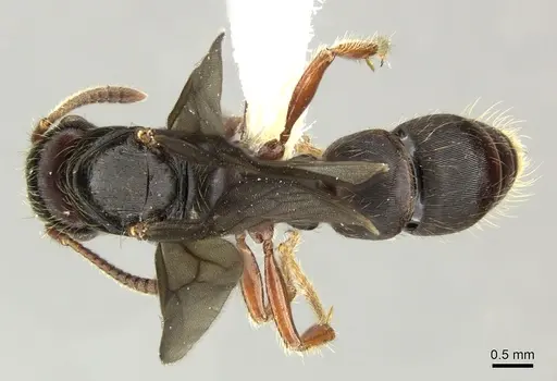 Gnamptogenys stellae specimen INB0003662391 image inb0003662391_1