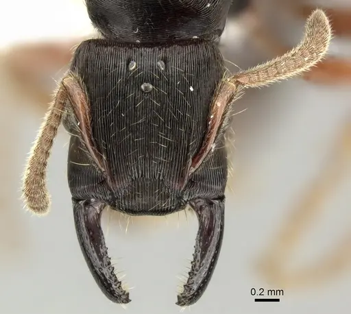 Gnamptogenys stellae specimen INB0003662391 image inb0003662391_2
