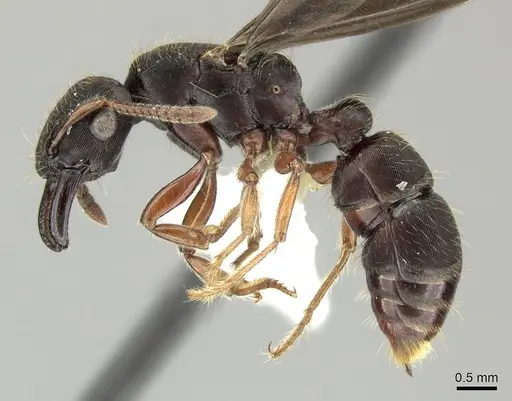 Gnamptogenys stellae specimen INB0003662391 image inb0003662391_3