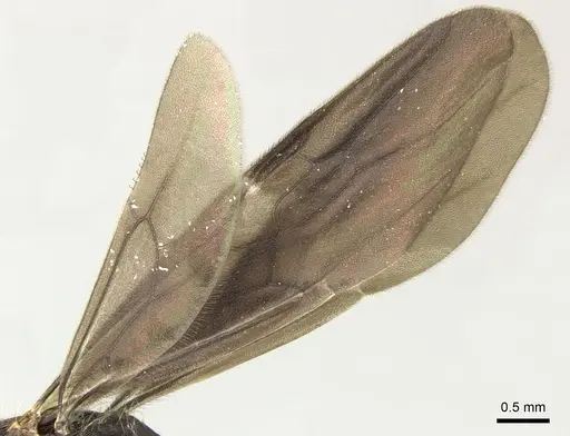 Gnamptogenys stellae specimen INB0003662391 image inb0003662391_4