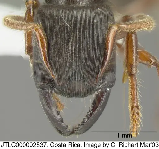 Gnamptogenys stellae specimen JTLC000002537 image jtlc000002537_1