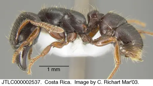 Gnamptogenys stellae specimen JTLC000002537 image jtlc000002537_2