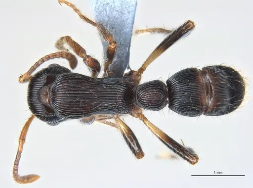 Gnamptogenys sulcata specimen ANTWEB1053755 image antweb1053755_1
