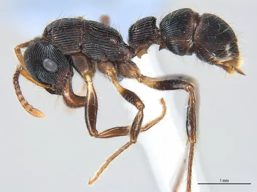 Gnamptogenys sulcata specimen ANTWEB1053755 image antweb1053755_3