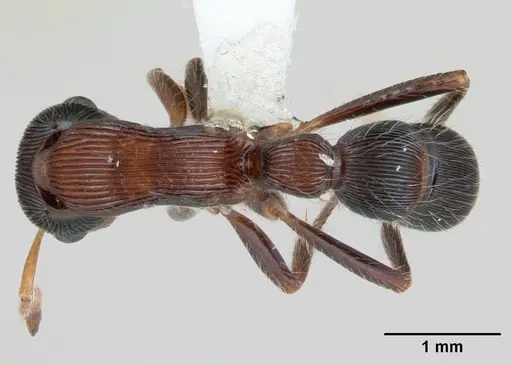Gnamptogenys sulcata specimen CASENT0173387 image casent0173387_1