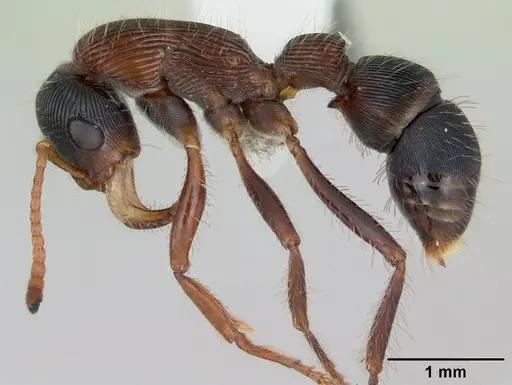 Gnamptogenys sulcata specimen CASENT0173387 image casent0173387_3