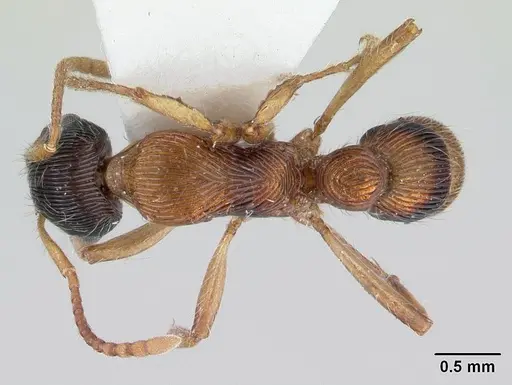 Gnamptogenys sulcata specimen CASENT0178681 image casent0178681_1