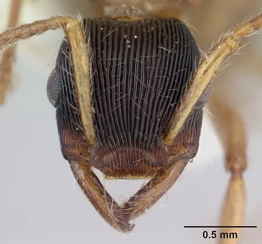 Gnamptogenys sulcata specimen CASENT0178681 image casent0178681_2