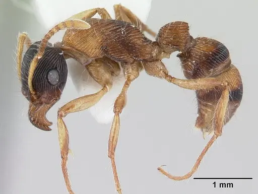 Gnamptogenys sulcata specimen CASENT0178681 image casent0178681_3