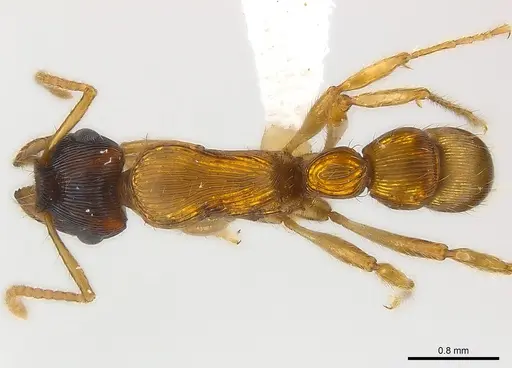 Gnamptogenys sulcata specimen CASENT0179984 image casent0179984_2