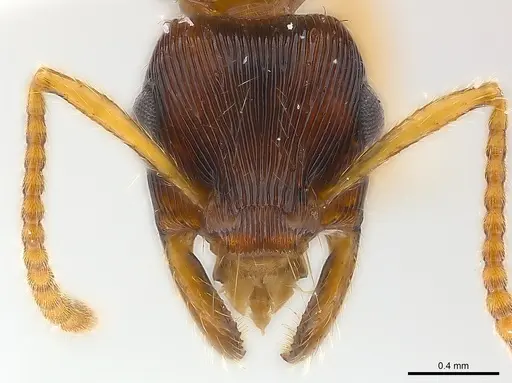 Gnamptogenys sulcata specimen CASENT0179984 image casent0179984_3