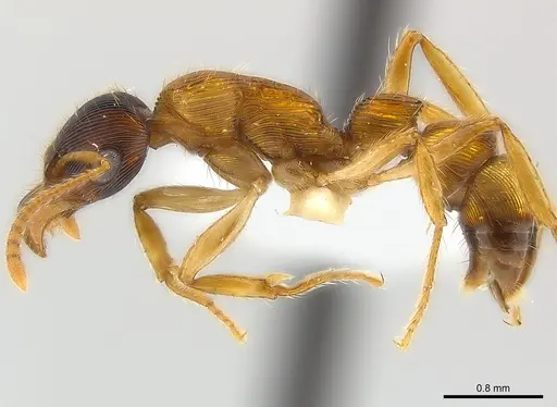 Gnamptogenys sulcata specimen CASENT0179984 image casent0179984_4