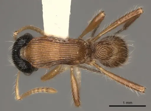 Gnamptogenys sulcata specimen CASENT0217488 image casent0217488_1