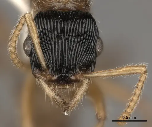 Gnamptogenys sulcata specimen CASENT0217488 image casent0217488_2