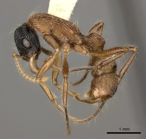 Gnamptogenys sulcata specimen CASENT0217488 image casent0217488_3