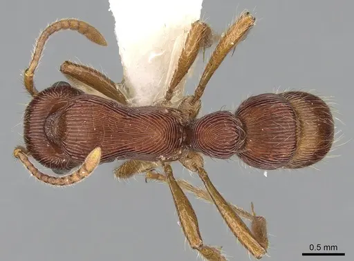 Gnamptogenys sulcata specimen CASENT0281231 image casent0281231_1
