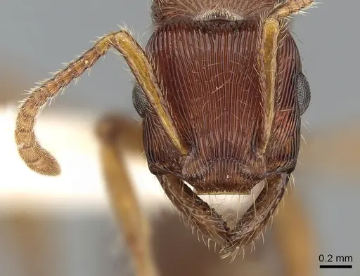 Gnamptogenys sulcata specimen CASENT0281231 image casent0281231_2