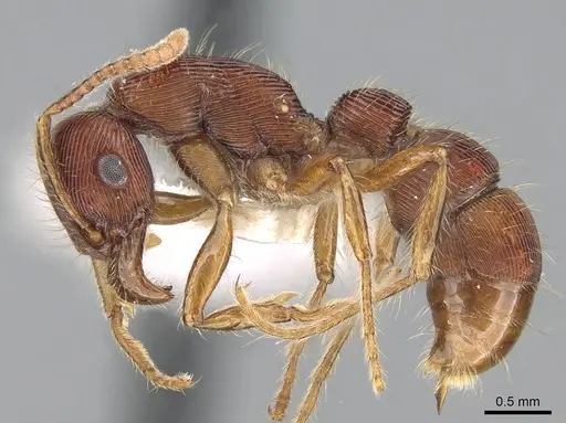 Gnamptogenys sulcata specimen CASENT0281231 image casent0281231_3