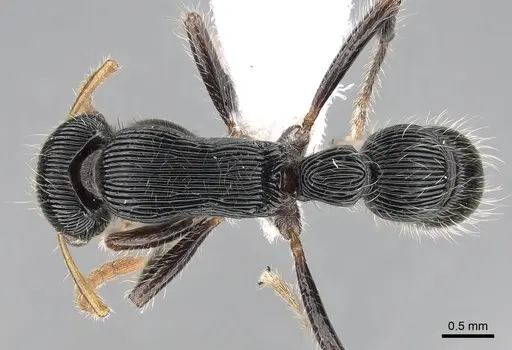 Gnamptogenys sulcata specimen CASENT0281232 image casent0281232_1