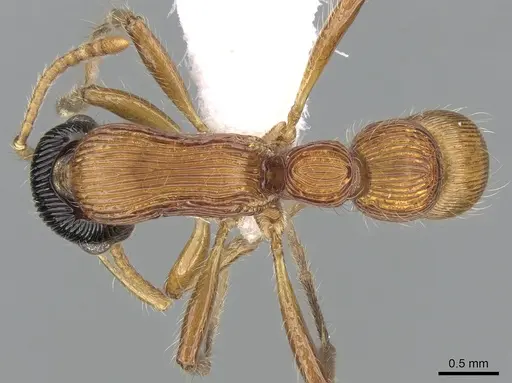 Gnamptogenys sulcata specimen CASENT0281233 image casent0281233_1