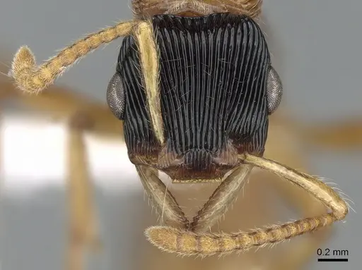 Gnamptogenys sulcata specimen CASENT0281233 image casent0281233_2