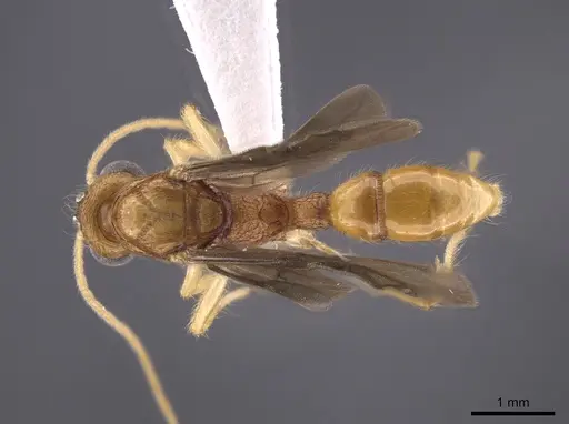 Gnamptogenys sulcata specimen CASENT0618802 image casent0618802_1