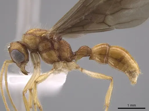 Gnamptogenys sulcata specimen CASENT0618802 image casent0618802_3