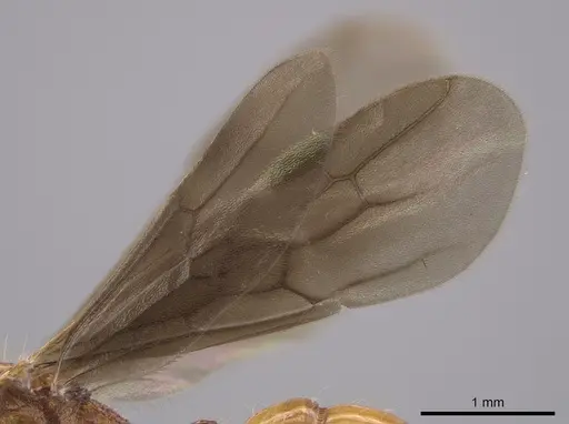 Gnamptogenys sulcata specimen CASENT0618802 image casent0618802_4