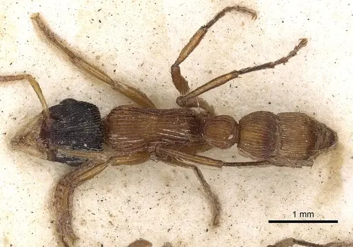 Gnamptogenys sulcata specimen CASENT0900550 image casent0900550_1