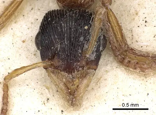 Gnamptogenys sulcata specimen CASENT0900550 image casent0900550_2