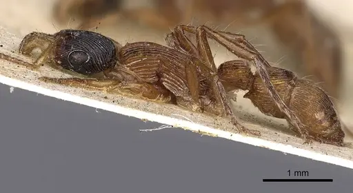 Gnamptogenys sulcata specimen CASENT0900550 image casent0900550_3