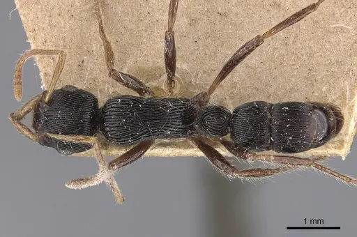Gnamptogenys sulcata specimen CASENT0907190 image casent0907190_1