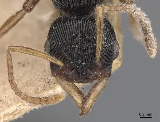 Gnamptogenys sulcata specimen CASENT0907190 image casent0907190_2