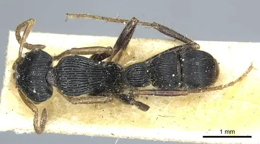 Gnamptogenys sulcata specimen CASENT0915918 image casent0915918_1