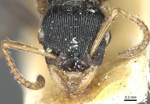 Gnamptogenys sulcata specimen CASENT0915918 image casent0915918_2