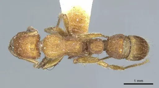 Gnamptogenys sulcata specimen CASENT0915919 image casent0915919_1