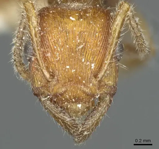 Gnamptogenys sulcata specimen CASENT0915919 image casent0915919_2