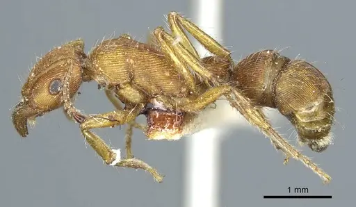 Gnamptogenys sulcata specimen CASENT0915919 image casent0915919_3