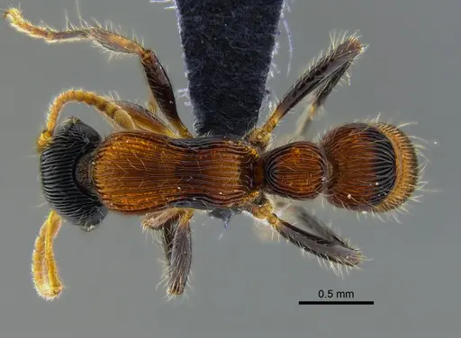 Gnamptogenys sulcata specimen CBUMAGENT41923 image cbumagent41923_1