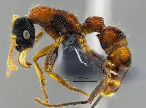 Gnamptogenys sulcata specimen CBUMAGENT41923 image cbumagent41923_3