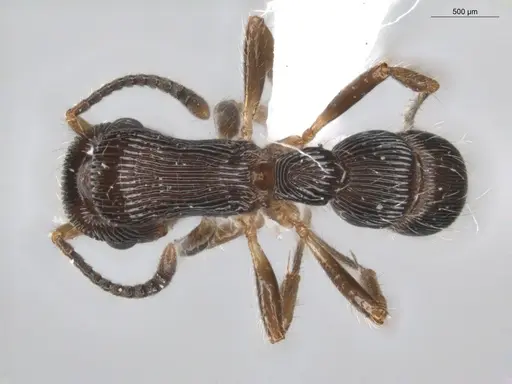 Gnamptogenys sulcata specimen ECOFOG-BUG-0494-08 image ecofog-bug-0494-08_1