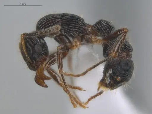 Gnamptogenys sulcata specimen ECOFOG-BUG-0940-04 image ecofog-bug-0940-04_3