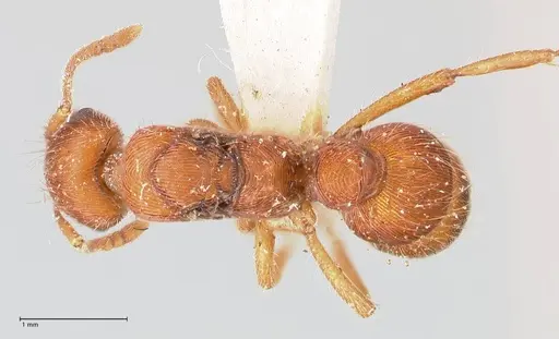 Gnamptogenys sulcata specimen FOCOL0880 image focol0880_1